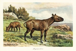 Hyracodon, wymarły rodzaj ssaka podobnego do kucyka, oligocen. ,1908 (druk) autorstwa Heinrich Harder