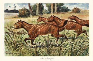 Mesohippus, wymarły rodzaj wczesnego konia., 1908 (druk)
