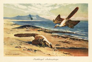 Dwa Archaeopteryx żerują na brzegu. autorstwa Heinrich Harder
