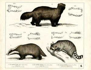  autorstwa Heinrich Leutemann