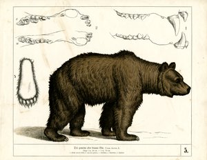 Niedźwiedź brunatny ze szczegółami anatomicznymi autorstwa Heinrich Leutemann