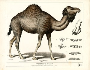  autorstwa Heinrich Leutemann