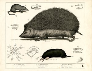  autorstwa Heinrich Leutemann