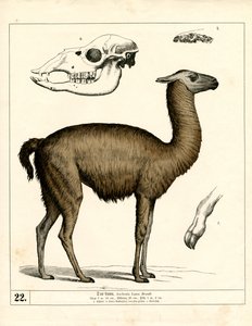  autorstwa Heinrich Leutemann