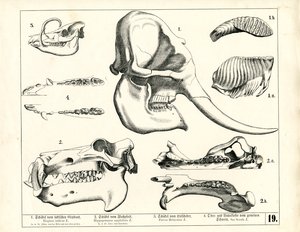  autorstwa Heinrich Leutemann