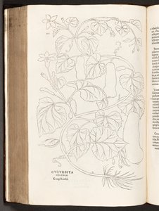 BT3.26.5 s.370 Cukinia, ilustracja z Historii komentarzy rasowych Leonharta Fuchsa, 1542