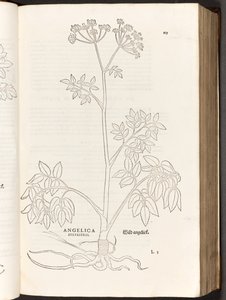BT3.267.5 s.125 Dzika Angelica, ilustracja z Historii komentarzy rasowych Leonharta Fuchsa, 1542
