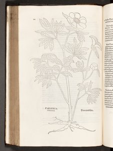 BT3.267.5 s.311 Paeony, ilustracja z Historii komentarzy rasowych Leonharta Fuchsa, 1542