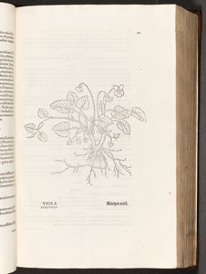 BT3.267.5 s.311 Violet, ilustracja z Historii rasizmu Leonharta Fuchsa, 1542