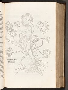 BT3.267.5 s.51 Cyklamen, ilustracja z Historii różnic rasowych Leonharta Fuchsa, 1542