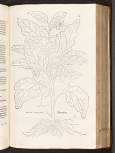 BT3.267.5 s.533 Bakłażan, ilustracja z Historii komentarzy rasowych Leonharta Fuchsa, 1542