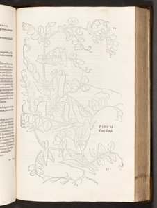 BT3.267.5. s.627 Groch, ilustracja z Historii komentarzy rasowych Leonharta Fuchsa, 1542