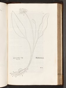 BT3.267.5 s.739 Allium, ilustracja z Historii rasizmu Leonharta Fuchsa, 1542