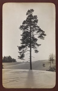 I wojna światowa: Ukraina w latach 1914-1916 podczas najazdu wojsk niemieckich. Krajobraz ze śniegiem (zdjęcie czarno-białe) autorstwa Heldenfriedhof Dsessentniki (attr. to)