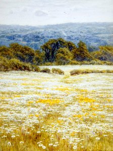 Oxeye Daisies, niedaleko Westerham, Kent (akwarela na papierze) autorstwa Helen Allingham
