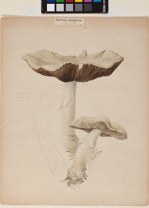 Agaricus Augustus autorstwa Helen Beatrix Potter