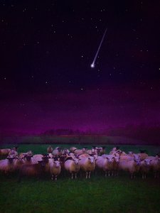 Stado nocą, 2019 autorstwa Helen White