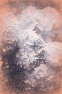 Pastel Hydrangeas، 2018، پولو autorstwa Helen White