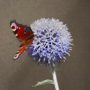 Paw na niebieskim oście, 2018 autorstwa Helen White