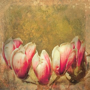 Vintage magnolia; 2019