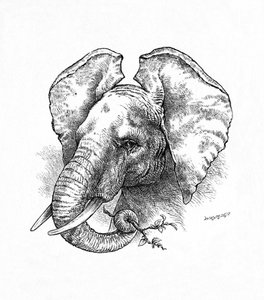 Słoń afrykański, ok. 1900