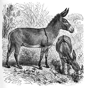 Afrykański dziki osioł, ok. 1900