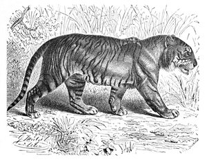 Tygrys bengalski, ok. 1900 r autorstwa Helena J. Maguire