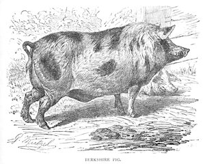 Świnia Berkshire, ok. 1900