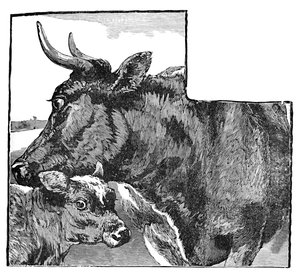 Krowa i Cielę, ok. 1900 autorstwa Helena J. Maguire