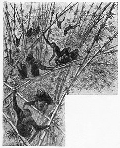 Hoolocks w bambusowej dżungli, ok. 1900 autorstwa Helena J. Maguire
