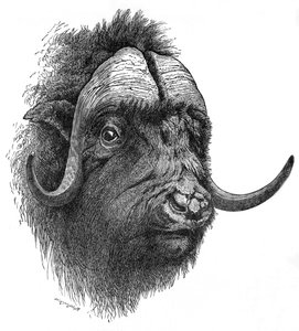 Wół piżmowy, ok. 1900