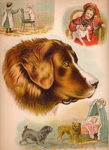 Pies, ok. 1900