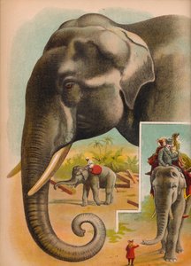 Słoń, ok. 1900