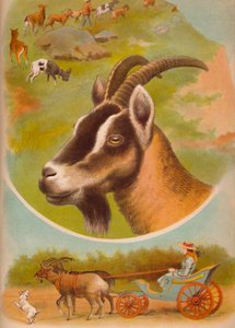 Koza, ok. 1900 autorstwa Helena J. Maguire