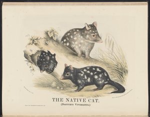 Ssaki Australii (Krefft) Nla.obj-33627803-14 The Native Cat autorstwa Helena Scott