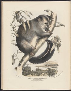 Ssaki Australii (Krefft) Nla.obj-33627803-9 Opos pospolity. autorstwa Helena Scott