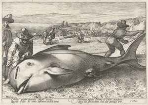 Wieloryb grindwalowiec na plaży w Zandvoort, 1594 autorstwa Hendrick Goltzius (workshop of)