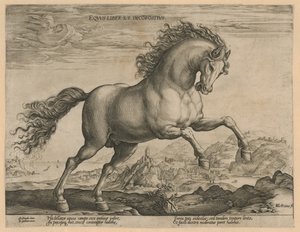 dziki koń Eqvvs liber et incompǒsitvs (tytuł na przedmiocie) Rasy koni z Królewskich Stajni Don Juana Austrii (tytuł serii) autorstwa Hendrick Goltzius