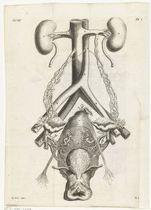 Anatomiczny obraz żeńskich narządów płciowych i nerek Ilustracja książkowa dla: Reinier de Graaf, Wszystkie dzieła, Amsterdam, 1686