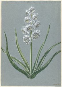 Hiacynt Margrabia Karol Baden Durlach Marqgraeff Carel v: Baden Durlach (tytuł dotyczący przedmiotu) autorstwa Hendrik Budde