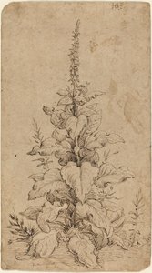 Naparstnica w rozkwicie autorstwa Hendrik Goltzius