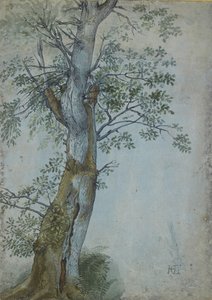 Study of a Tree, 1597-99 (długopis w ciemnobrązowym tuszu, pędzel w toalecie i kolorze nadwozia, podkreślony bielą na niebieskim papierze) autorstwa Hendrik Goltzius