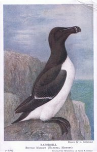 Razorbill, Pocztówki, lata 30. XX wieku autorstwa Hendrik Gronvold