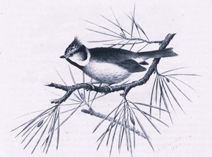 Scottish Crested Tits, Nature in Britain, wyd. Collins, 1946