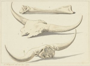 Skamieniałe kości tura, znalezione podczas powodzi, 1809