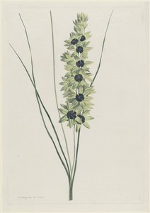 Irys afrykanerski (Ixia maculata verdi)