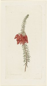 Kwiaty (Erica Mammosa)
