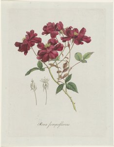 Chińskie łachy (Rosa chinensis Jacq.) Rosa semperflorens (tytuł na obiekcie)