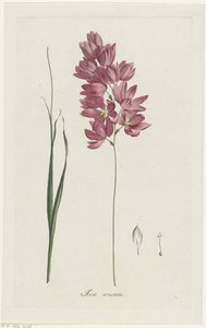 Ixia patens Dziadek Ixia aristata (tytuł na obiekcie)