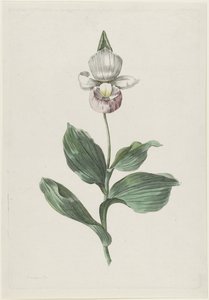 Pantofelek Orchidei (Cypripedium reginae Walter)